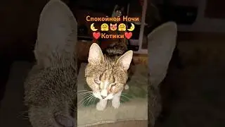 #Приют для #бездомныхкот #cats #Кронштадт