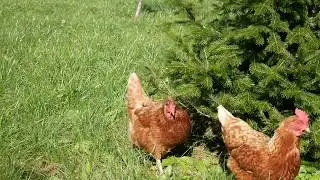 Гуляющие курочки
