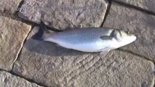 Ribolov Na Moru - Brancin-Lubin - Kapitalac 4,35 kg. 74 cm.