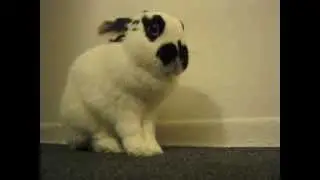 Skippy the little cutie!