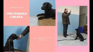 Дрессировка щенка лабрадора