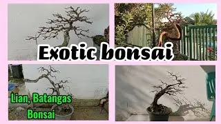 EXOTIC BONSAI WIRING #176