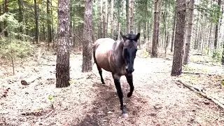 Extended Directors Cut Horse kicks tree farts on dogs then runs away More kicks more farts more dogs