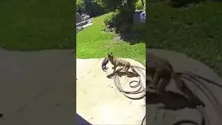 Rip cat has been eating by fox 🦊