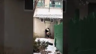 Панда на районе