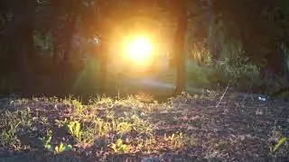 футажи для монтажа природа лес море футаж для монтажа