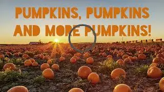 Visit a Pumpkin Farm this Fall!