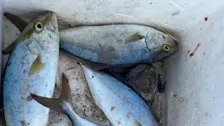 Akya avına hız kesmeden devam