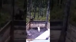 Медведи и поросенок