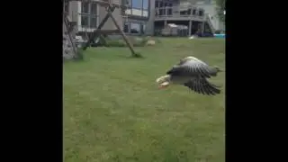 toulouse geese flying