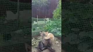 Уйду я от вас...
