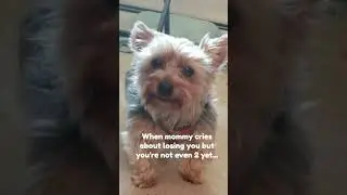 When Mommy cries about losing you but you're not even 2 yet. #smalldog #cute #dog #mom #memes #cry