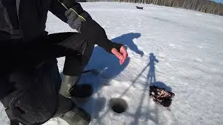 ЭТА МОРМЫШКА ЛОВИТ НА УРА! РЫБАЛКА НА БЕЗМОТЫЛКУ