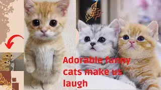 funny cats and kittens meowing | part 2 compilation cat videos