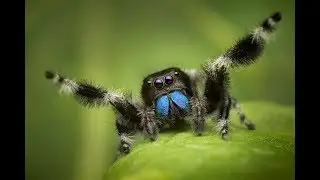 LES TERRARIUMS POUR MES ARAIGNÉES (PHIDIPPUS REGIUS)