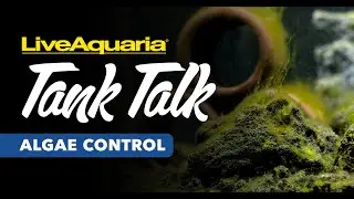 LiveAquaria Tank Talk - Algae Control