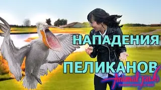 The problem of pelican attacks on humans