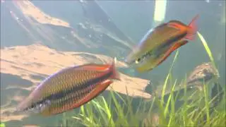 Melanotaenia trifasciata - Goyder River