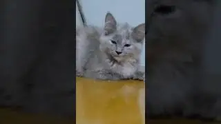 Kucing ngantuk