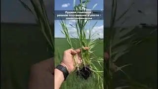 Яровая пшеница - резкое отставание в росте - денитрификация
