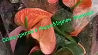 🪴🌹💐 Ассортимент цветов в Леруа Мерлен. г. Иваново
