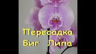 ОРХИДЕЯ БигЛип с ОГРОМНЫМИ ЦВЕТАМИ:корни,пересадка.