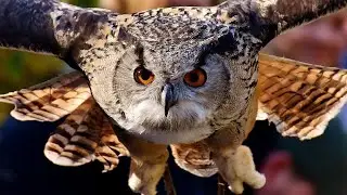 Owl's Cry