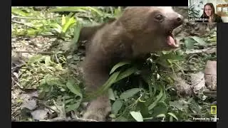 Explorer Classroom | Weird and Wacky Wildlife! with Lucy Houliston