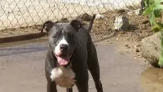 Blue Pitbull loves to play in the water and mud.