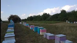 Переехали на подсолнух 🌞👍🌻🌻🌻🌻🌻🌻🌻