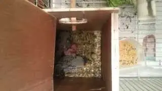 גוזלי תוכונים