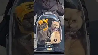 top 10 funny cat video 😂😂😂 please 20k followers 