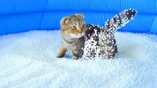 Can Cats Walk On Bean Bag Fillings? | Compilation