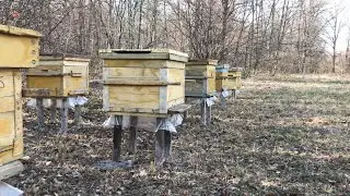 Муравьи на Пасеке? Вам Сюда!