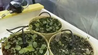 Herbs Sprouting Time-Lapse