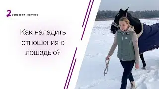 Вопросы от новичков. Как наладить отношения с лошадью?