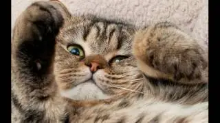 Слайд шоу 'Мой кот любит хип хоп'