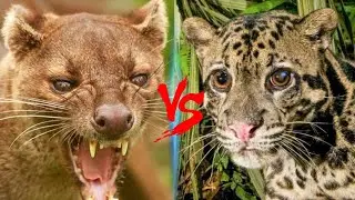 FOSSA VS CLOUDED LEOPARD - Who Would Win?