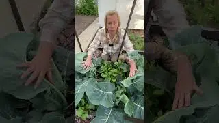 Редис как уплотняющая культура | #SemenaPartnerShorts