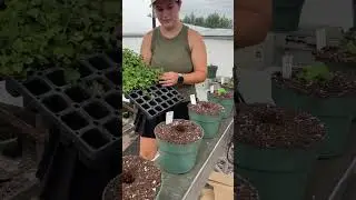 2024 Fall Mum planting is complete!