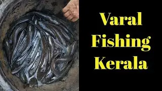 Varal Fishing Kerala - Kollam