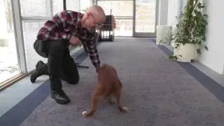 Hvordan siger du nej til din hund