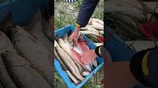 Весна хорошее время половить в море . #fishing #рыбалка #голец #кижуч #fish #salmon #горбуша