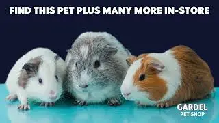 Guess That Pet - Round 2