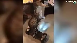 Кот На Гироскутере