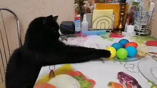 Кот ворует яйца.