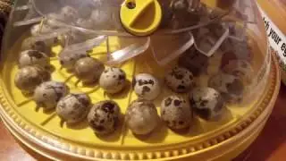 Our Quail Eggs In Incubation