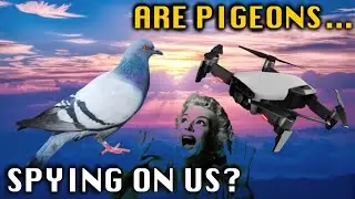 Are Pigeons Spying On Us?