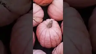 супер тыква