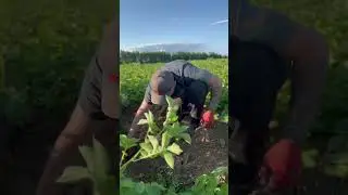 Биологическая урожайность сорт Мемфис #farming #seeds #agriculture #farmer #potato #farm #garden #fo